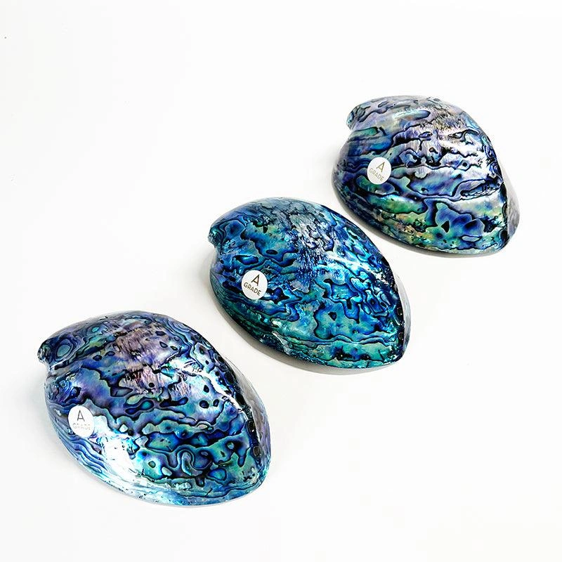 Luxury 12cm NZ Paua Shell - Stunning A-Grade Iridescent Beauty!